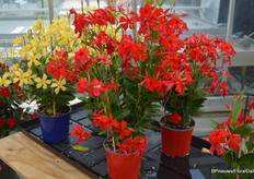 Als derde focus van de proef is natuurlijk de Sundaville in de spotlights. Ontwikkelingen op dit geboied zijn bijv. planten met een dikker blad waar de spint geen vat op krijgt, en ook een flink hogere hardheid, waardoor hij (zoals hier op het plaatje) als staande plant te telen is. En dus zonder rekje, wat enorm op arbeid zou schelen.